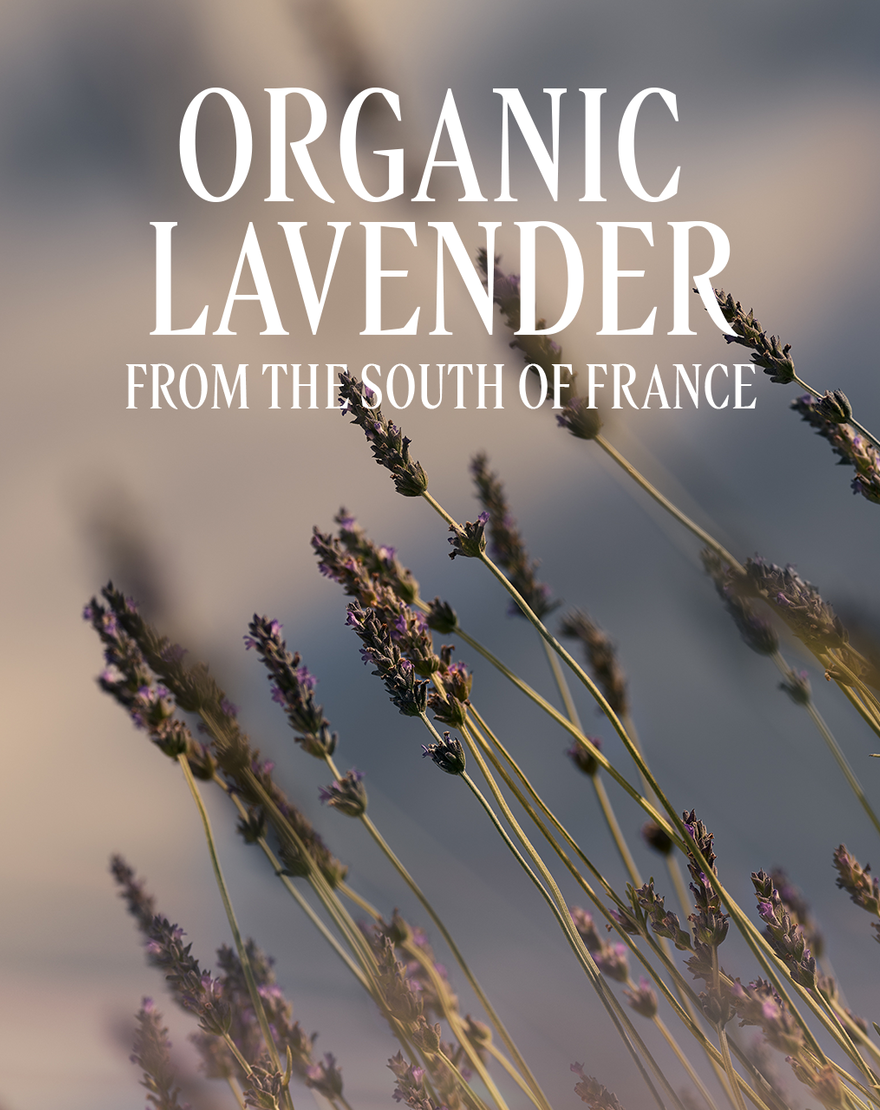 lavande  lavender  eau de toilette