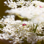 Verbena Carrot Hand Cream verbena carrot hand cream