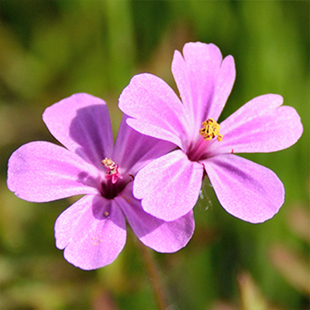 Geranium