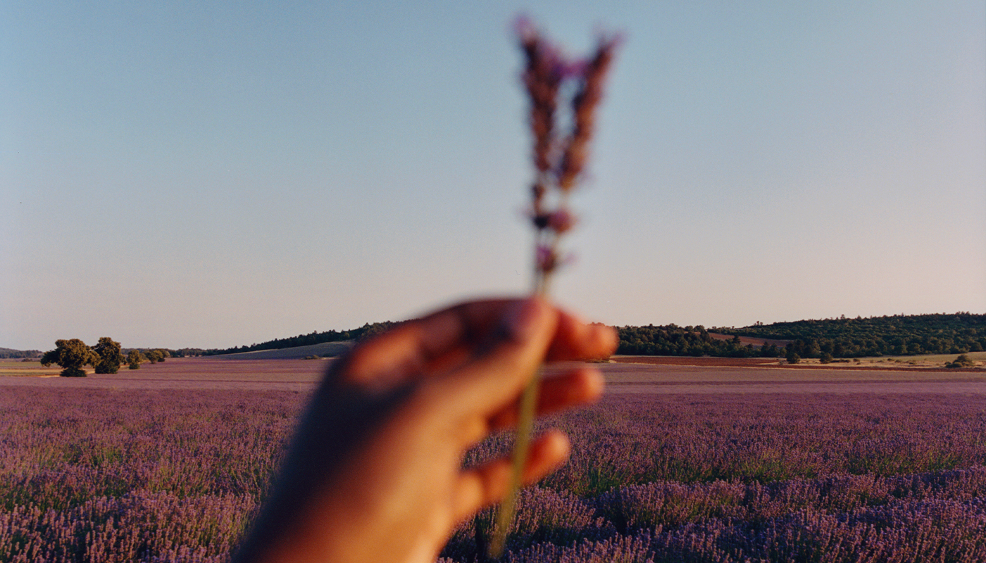 Lavender field in Provence in 2026