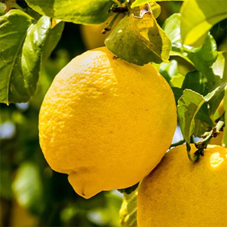 Lemon