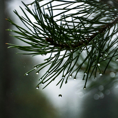Atlas Cedar
