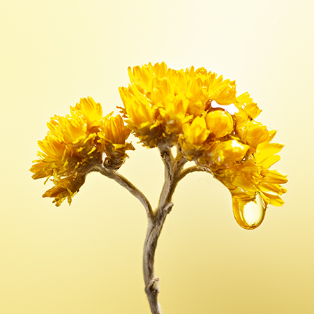 Immortelle