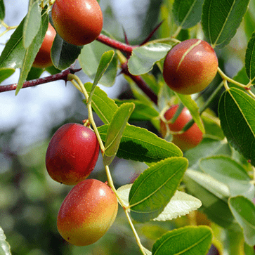 Jojoba-Oil.