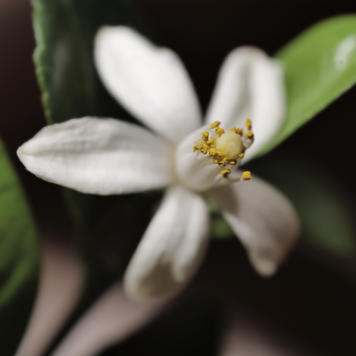 Provence's Flora Perfume Bottle
