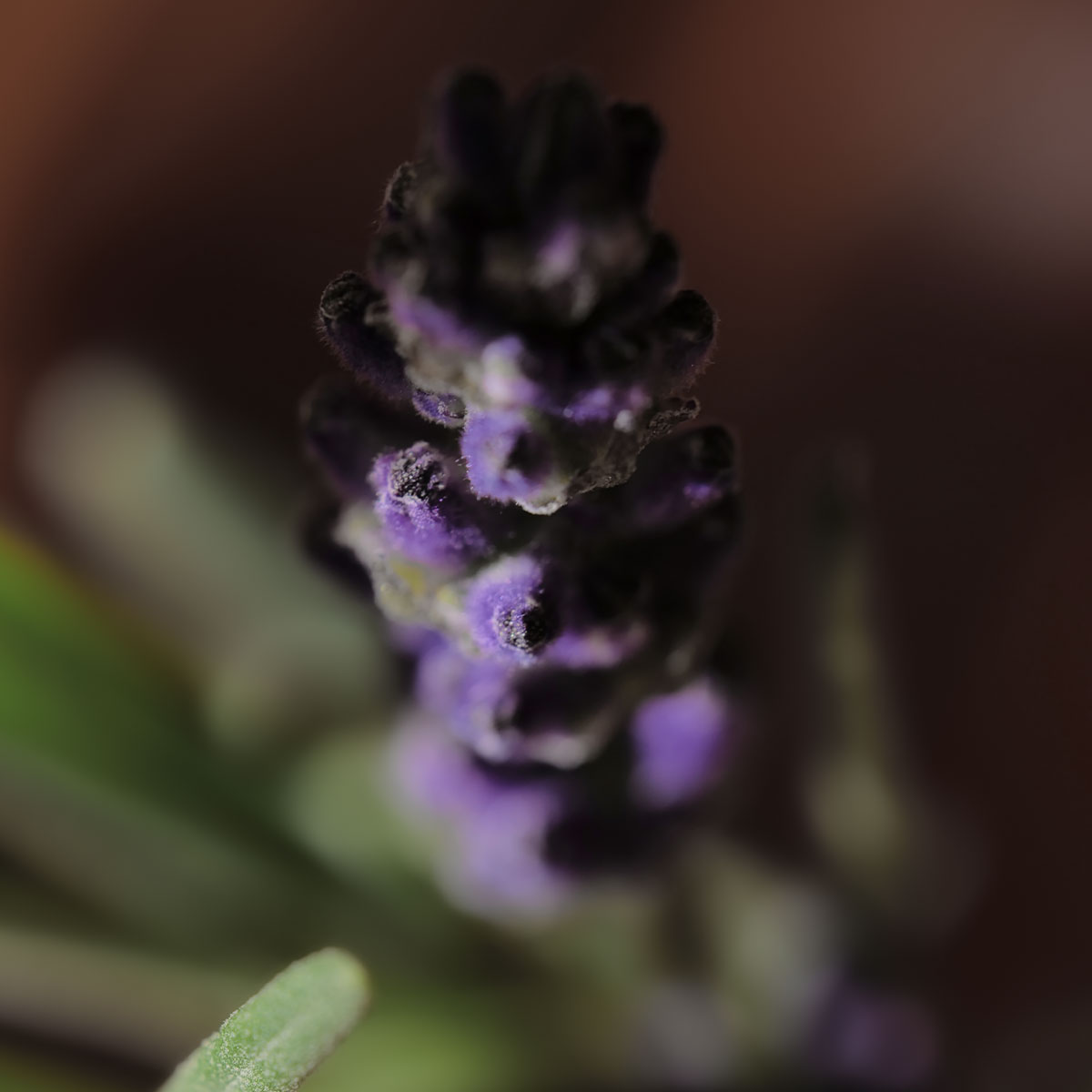 Provence's Flora Perfume Bottle