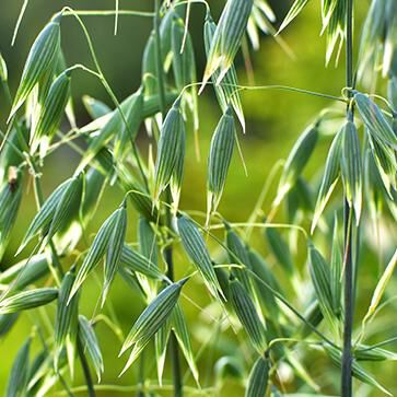Oat Seed