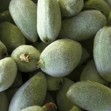 Sweet-Almond-Oil