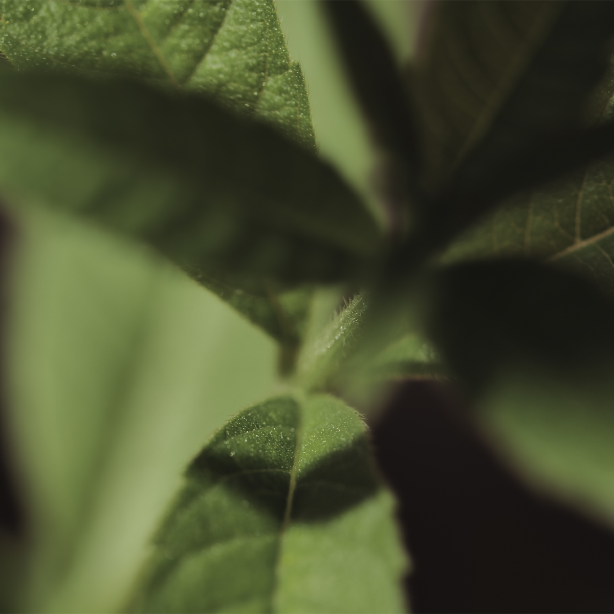 Provence's Flora Perfume Bottle