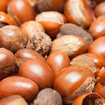 Shea Oil